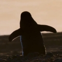 抖音短視頻去水印工具 v1.0 綠色版