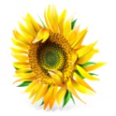 南方排八字軟件 v7.30 專業版